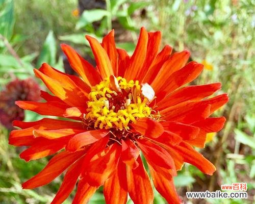 从花卉语言到文化意义，探析百日菊的内涵与象征 百日菊语