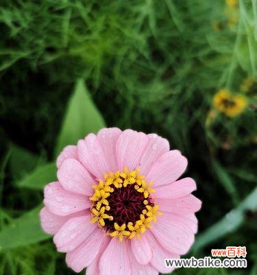 从花卉语言到文化意义，探析百日菊的内涵与象征 百日菊语