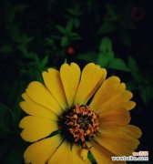 盛开百日，传递美好与勇气的花语 百日菊花语