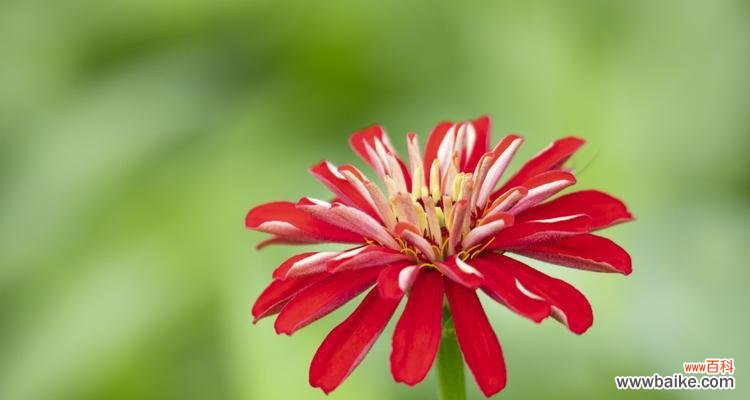 探寻百日菊的花语之美 百日菊的花语与寓意