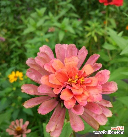 探寻百日菊的花语之美 百日菊的花语与寓意