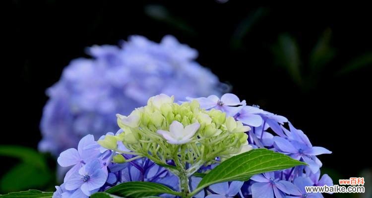 儿时的清香，留恋不舍 薄雪草之花语