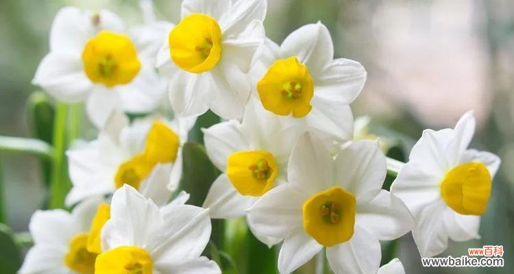 儿时的清香，留恋不舍 薄雪草之花语