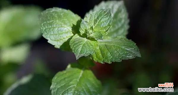 揭秘薄荷的神秘面纱——从古至今的薄荷传说 薄荷花语的美丽与寓意