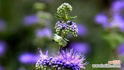 清新芳香，疗愈心灵的秘密武器 薄荷花语与心灵的清新对话