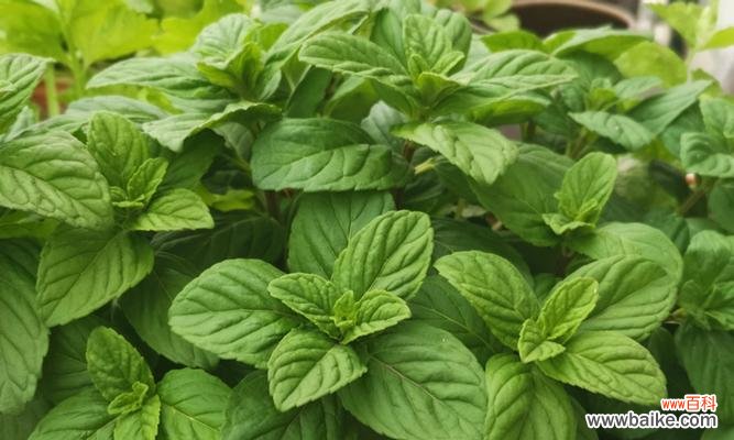 清新芳香，疗愈心灵的秘密武器 薄荷花语与心灵的清新对话