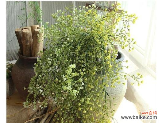 探寻贝壳花的花语及含义 贝壳花