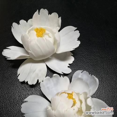 探寻贝壳花的花语及含义 贝壳花