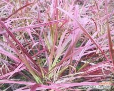 揭示狼尾草花语的深刻含义 狼尾草花语-美丽与勇气的象征