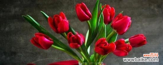 探索不同花朵的浪漫花语 浪漫花语