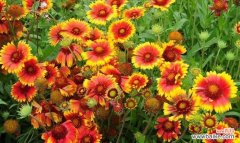 解读老虎花的象征与美丽 老虎花的花语与意义