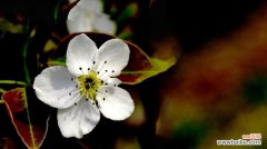 探寻梨花花语的深层寓意 梨花花语的神秘魅力