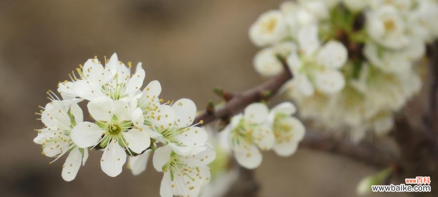 探寻梨花花语的意义与象征 梨花花语之美丽与坚韧