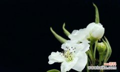 探索梨花的内涵 梨花的象征意义