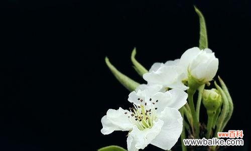 探索梨花的内涵 梨花的象征意义