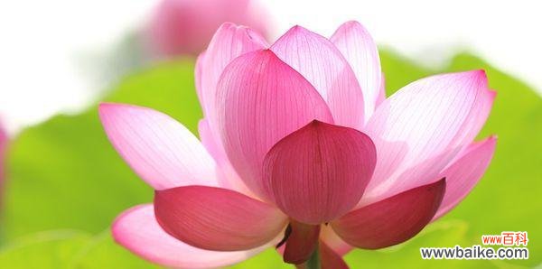 深入解读莲花的内涵和象征意义 莲花寓意与象征的美丽