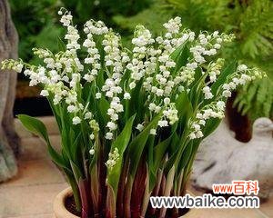 解读铃铛花的十二种花语 铃铛花的花语及其象征意义