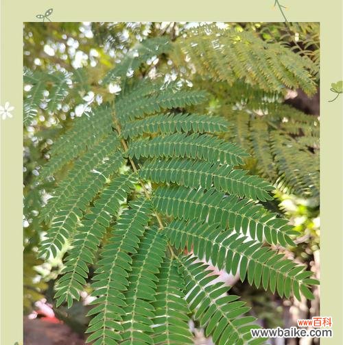 黄瓜的花语和象征意义是什么?它在园艺中的角色是什么?