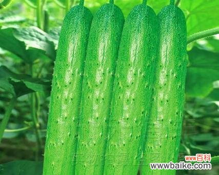 黄瓜的花语和象征意义是什么?它在园艺中的角色是什么?