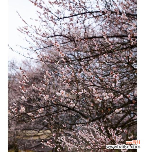 乌梅花的花语寓意有何特别之处?