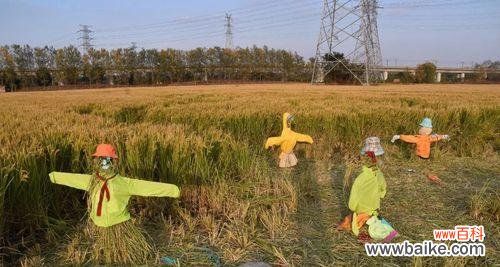 田间稻草人象征着什么花语？它在农业文化中扮演什么角色？