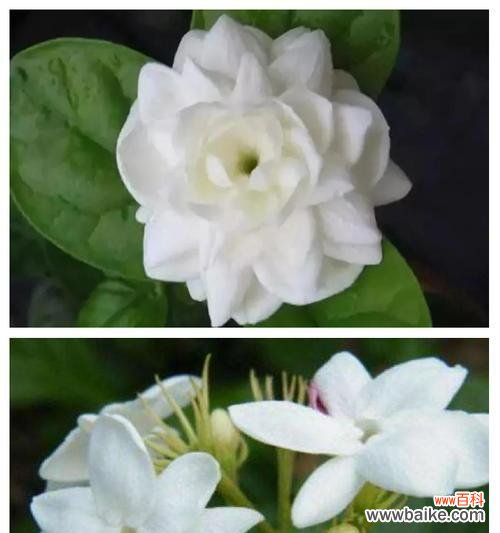 茉莉花的骄傲花语有何含义？茉莉花语如何表达骄傲？
