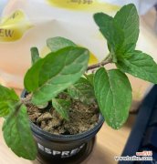 就像薄荷的花语是什么呢？薄荷象征着什么？