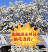 玉兰花语送妈妈是什么？玉兰花代表什么？