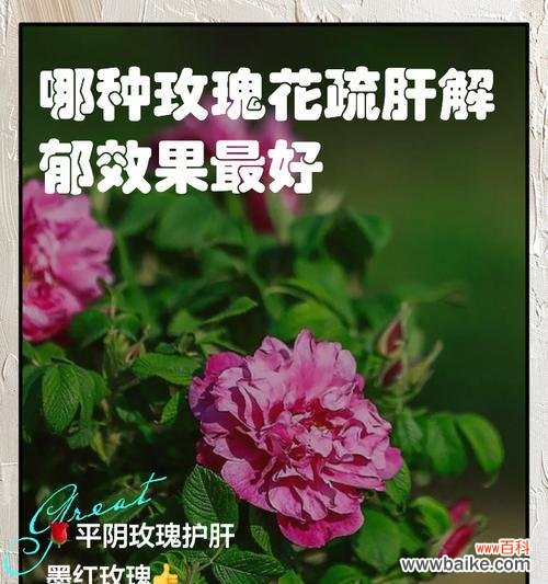 玫瑰花通常代表哪两个含义？