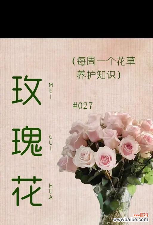 玫瑰花通常代表哪两个含义？