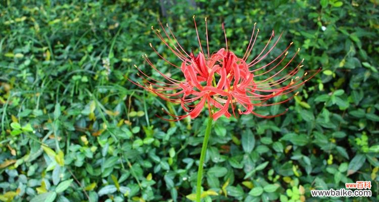 探索彼岸花的神秘面纱，解读它的寓意与美丽 彼岸花的象征意义及魅力