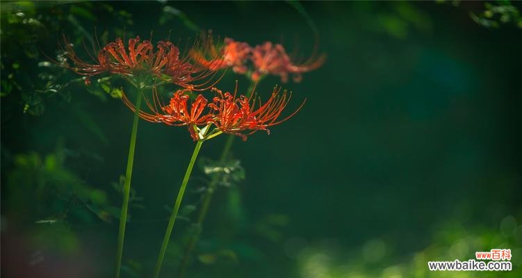 探索彼岸花的神秘面纱，解读它的寓意与美丽 彼岸花的象征意义及魅力
