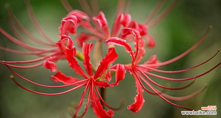 一朵花,一段传奇;一种爱,一世情缘 彼岸花的爱情含义