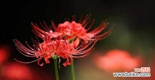 一朵花,一段传奇;一种爱,一世情缘 彼岸花的爱情含义