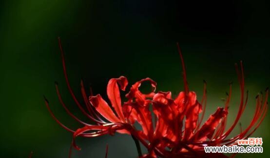 探寻彼岸花的神秘之处,解读其独特的花语 彼岸花