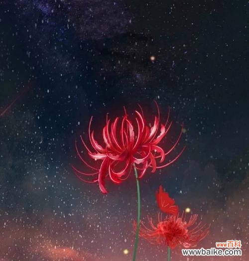 探寻彼岸花的神秘之处,解读其独特的花语 彼岸花