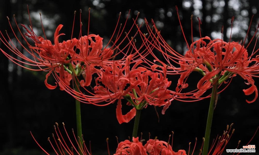揭示彼岸花的神秘与魅力,解读其蕴含的深刻寓意 彼岸花的花语和象征意义