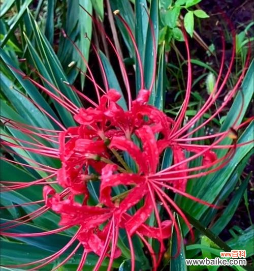 绽放在生死之间的勇气与坚强 以彼岸花的花语