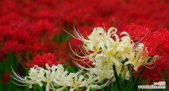 探索彼岸花的文化含义与传承 彼岸花