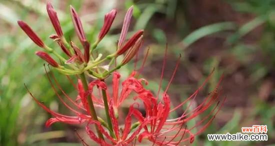 一生只开一次，绽放在彼岸的花朵 彼岸花