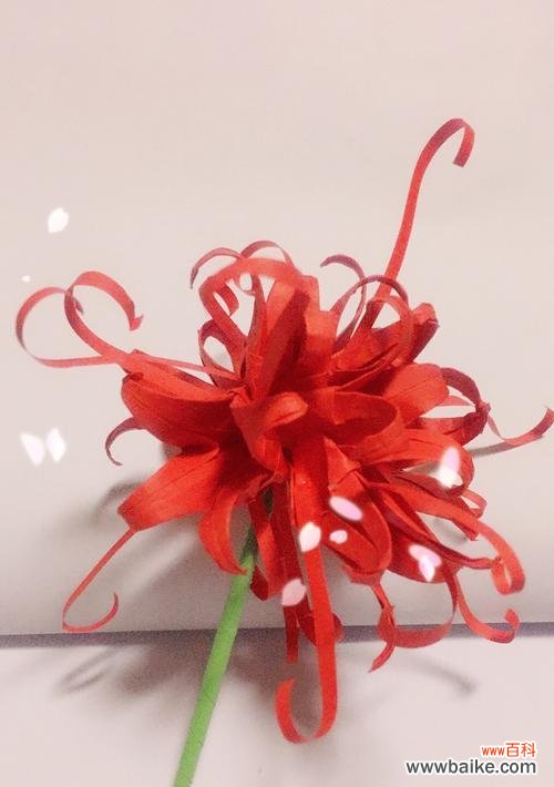 一生只开一次，绽放在彼岸的花朵 彼岸花