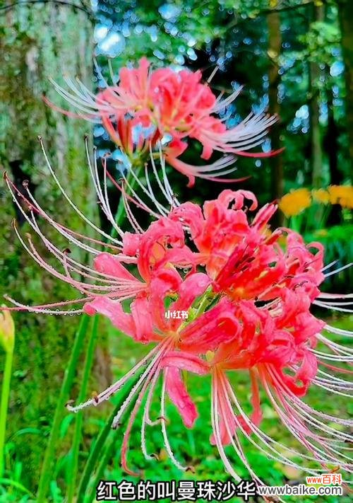 唯美诗意的花卉散发着多重寓意——彼岸花的象征意义 彼岸花的代表意思及文化意义