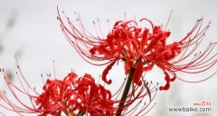 揭示生命中的坚强与美丽 彼岸花