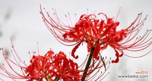 揭示生命中的坚强与美丽 彼岸花