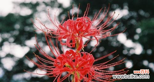 揭示生命中的坚强与美丽 彼岸花