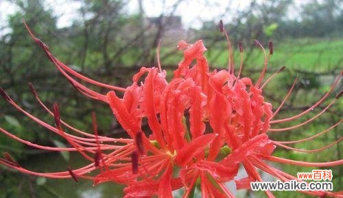 傲立秋日,彼岸花的花语传递着希望与守望 彼岸花