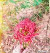 彼岸花花语的象征与寓意 彼岸花花语