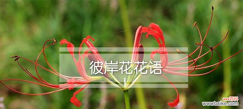 彼岸花花语的象征与寓意 彼岸花花语