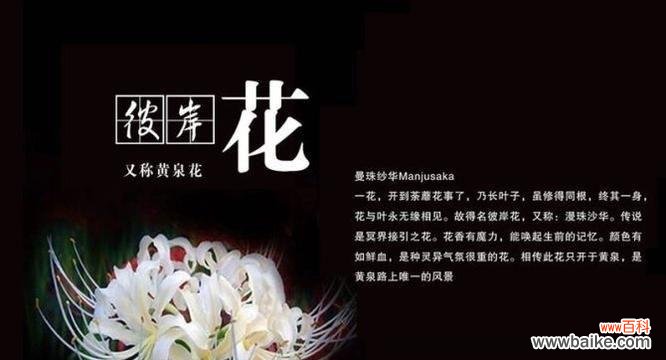 七彩芬芳,解读彼岸花的花语之谜 彼岸花的七种颜色,传递不同的花语