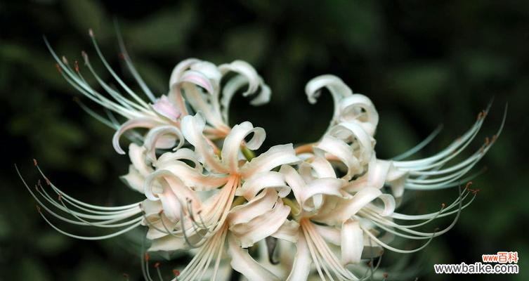 探寻彼岸花的花语,解读其丰富的情感内涵 彼岸花花语大全